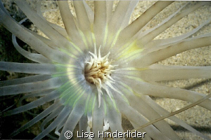 Looking down onto a sand anemone- a sunburst at night! by Lisa Hinderlider 